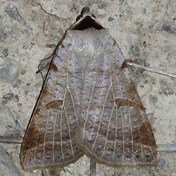 Lygephila viciae Lygephila viciae